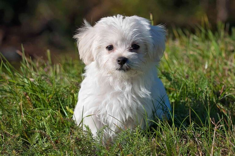 Pets help with mental health
